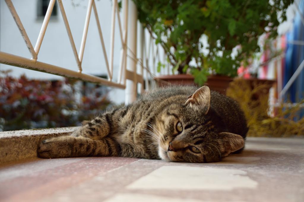 Apartment Sotocje Dolenja Trebusa Dış mekan fotoğraf
